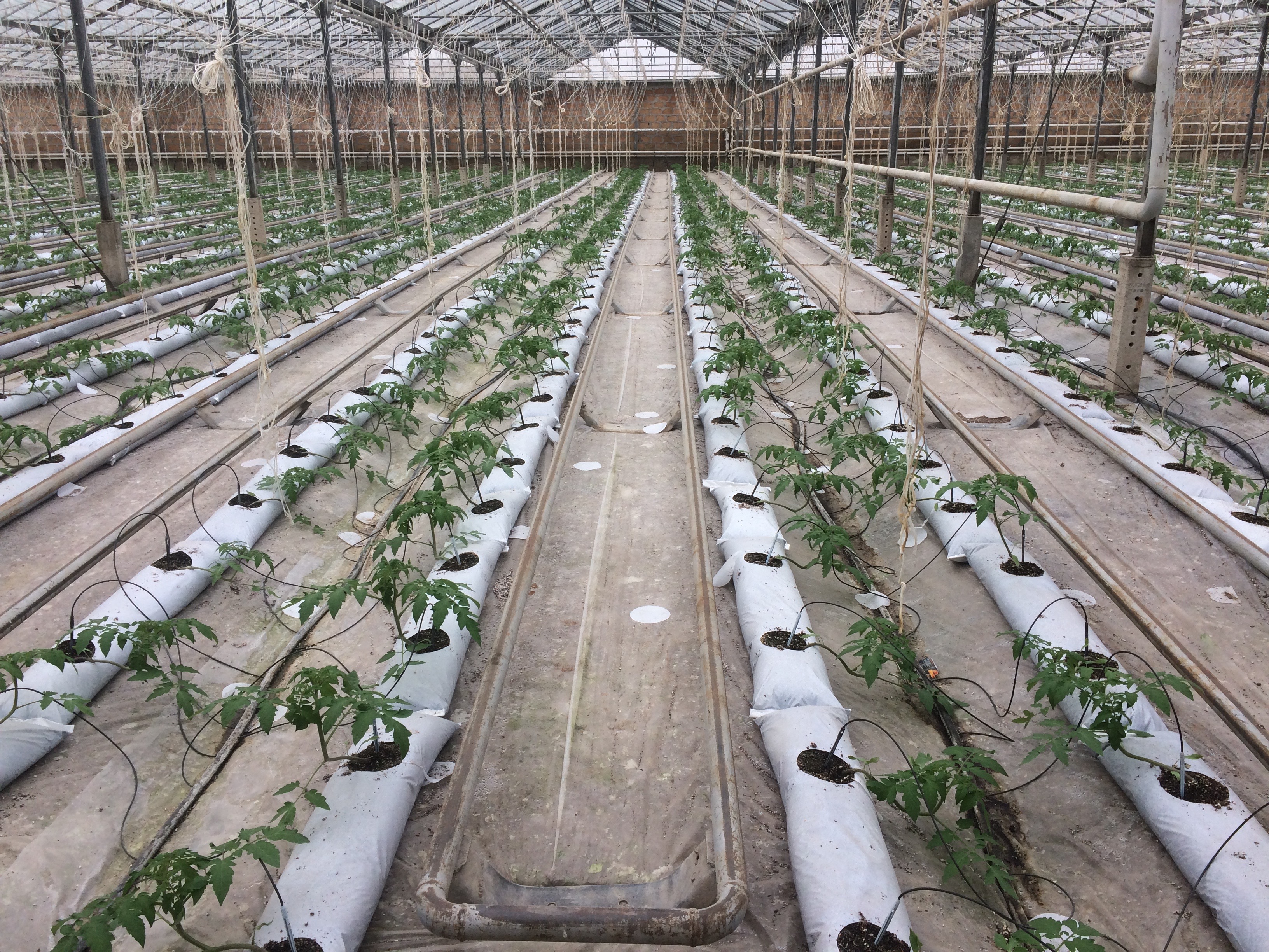 Hydroponic greenhouse rows under controlled lighting