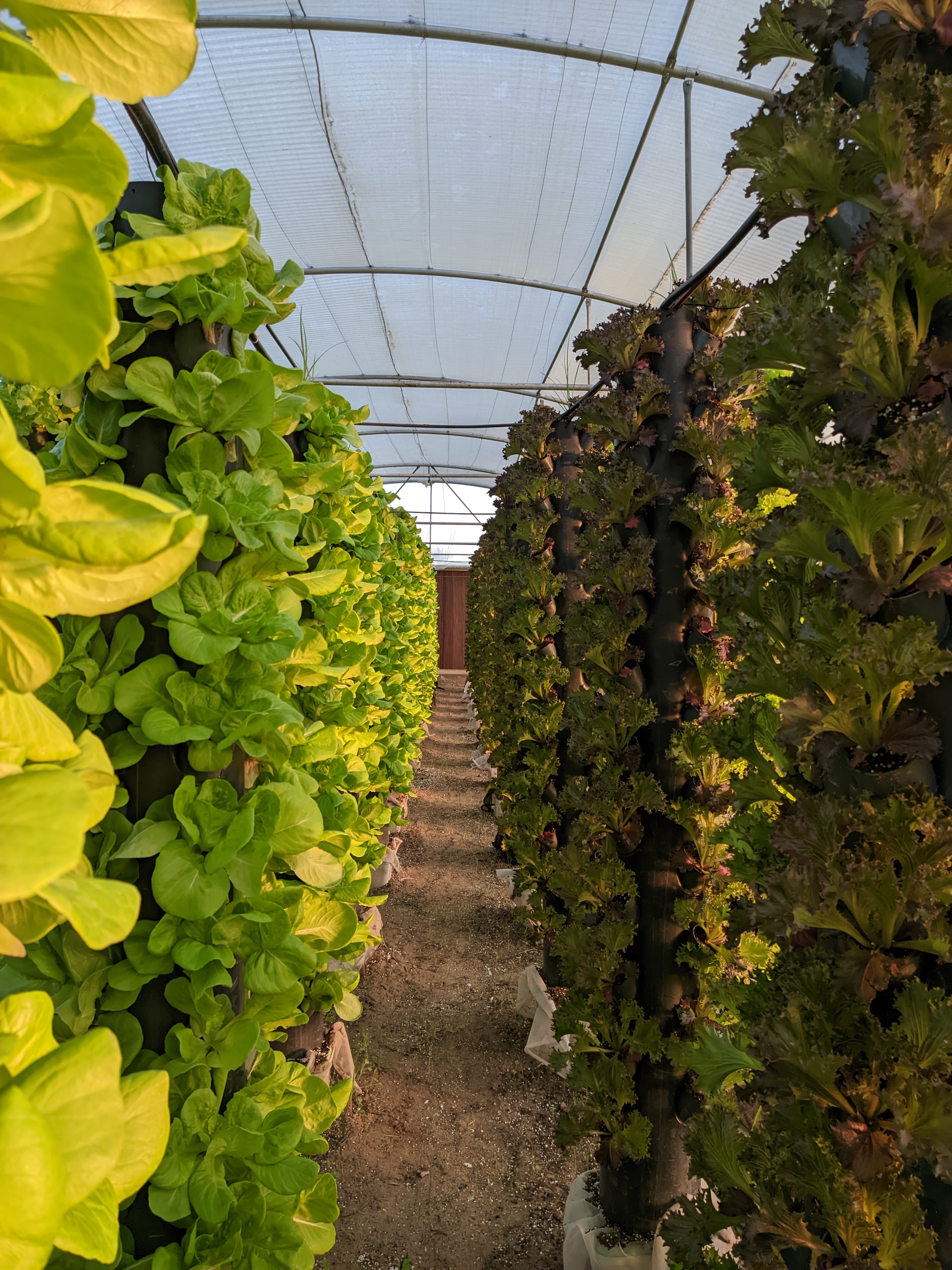 Growers checking nutrient system data inside a greenhouse